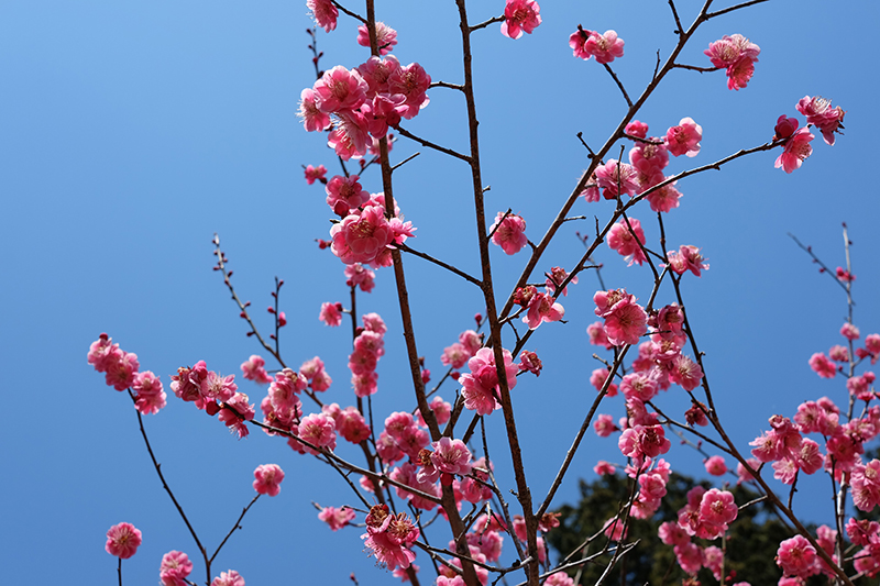 Oume blossom Hinata Wada