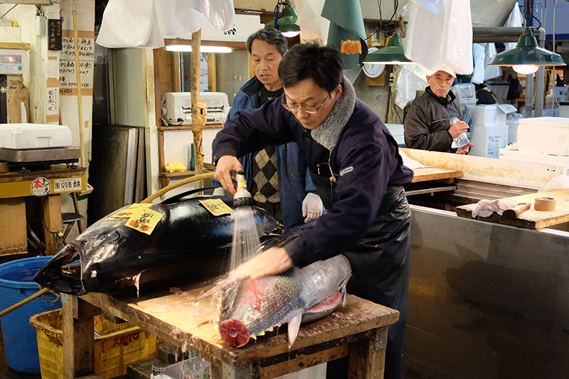tsukiji fish market Tokyo tuna fish