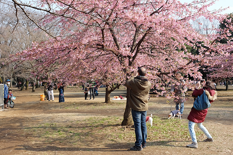 Spring time and ume blossoms in Yoyogi Park