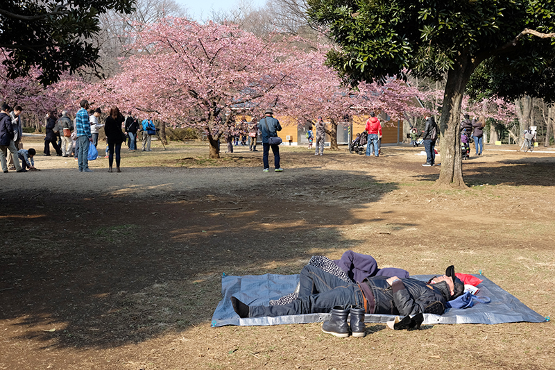Spring time and ume blossoms in Yoyogi Park