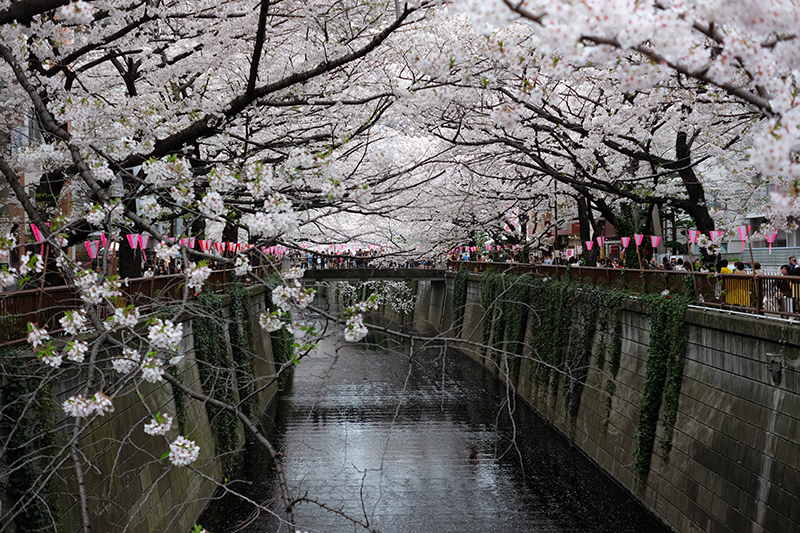 Sakura Naka-Meguro River, cherryblossom tunnel