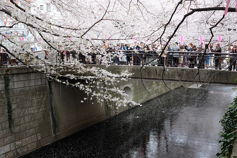 Sakura Naka-Meguro River, cherryblossom tunnel