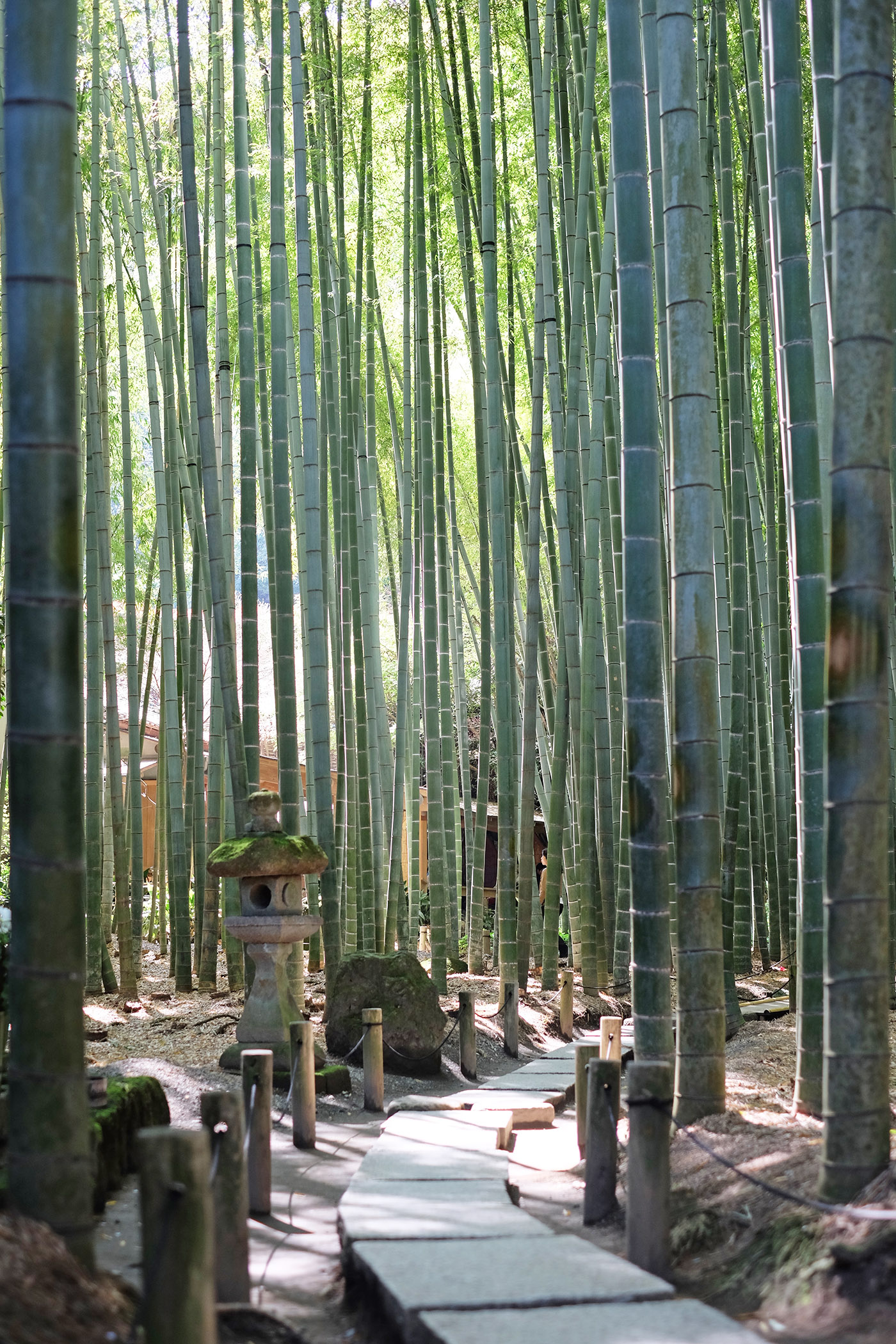 bamboo3